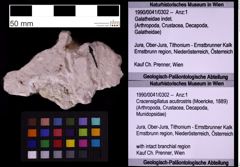 Foto (Objekt + Etiketten) von Cracensigillatus acutirostris (Moericke, 1889) (NHMW-GEO-1990-0041-0302)